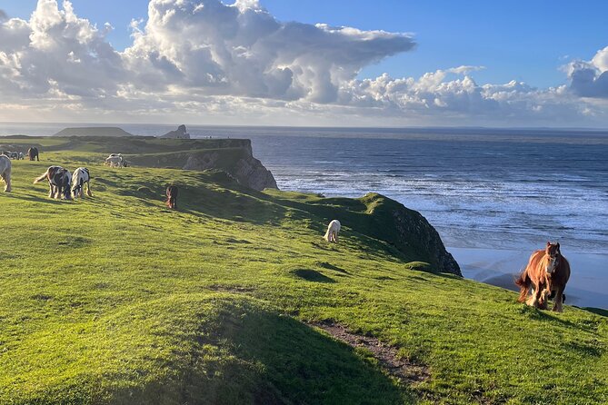 Cardiff: Gower Peninsula's Cliffs Scenic Day Tour - Rhossili Bay, wild horses, and the big view payoff