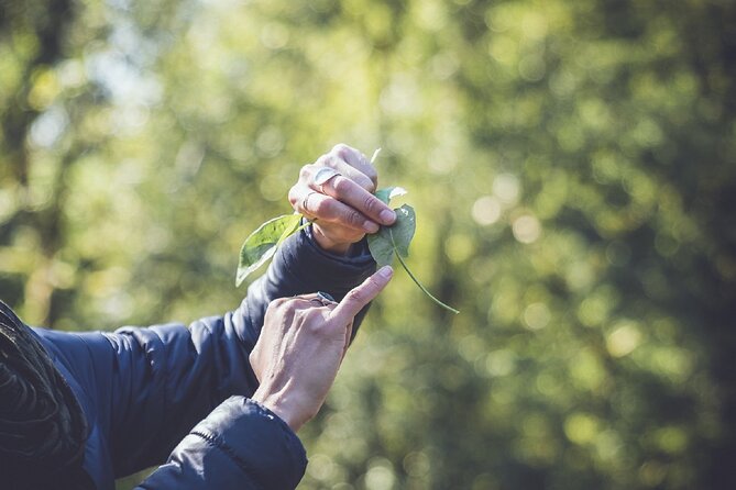 Learn to forage in Llangollen - Llangollen Canal, your foraging classroom