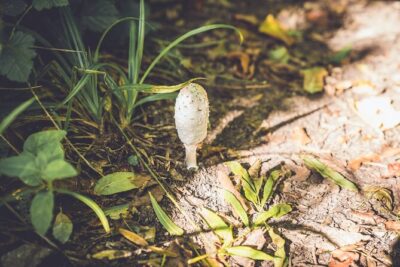 Learn to forage in Llangollen