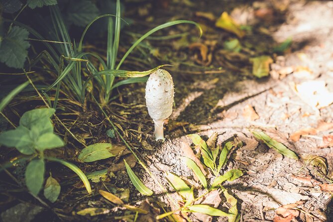 Learn to forage in Llangollen - Meet your guide and get the safety rules fast