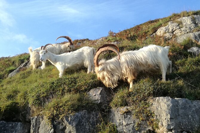 Portmeirion, Castles and Snowdonia Tour - Snowdonia National Park Return Drive: Lakes, Villages, and Big Mountain Drama