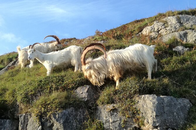 Snowdonia's Mountains Lakes & Mines Private Tour - Snowdonia National Park Passes and Lakes: Nant Ffrancon and Llyn Ogwen