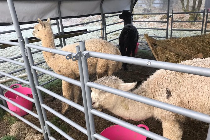 Walking with Alpacas - Getting to Fronserth Farm Alpacas in Llandrindod Wells