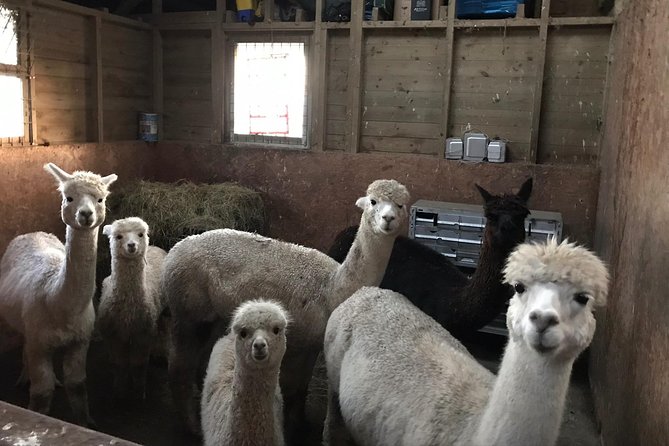 Walking with Alpacas - The farm walk and Welsh countryside views you can actually enjoy