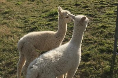 Walking with Alpacas