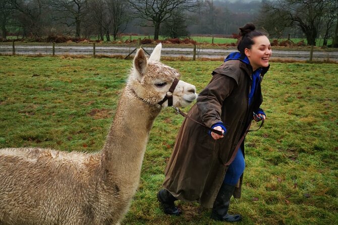 Walking with Alpacas - What to wear in Wales: shoes, mud, and weather-ready layers