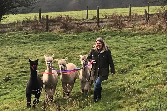 Walking with Alpacas - Price and value: what $41.12 per person buys you