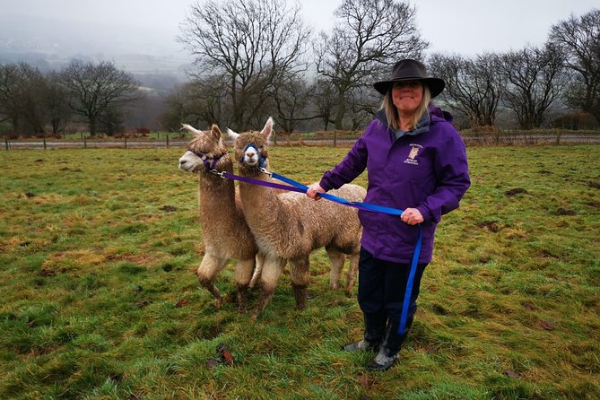 Walking with Alpacas - Who should book this alpaca walk, and who should think twice